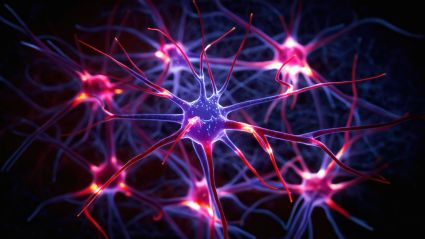 brain synapses